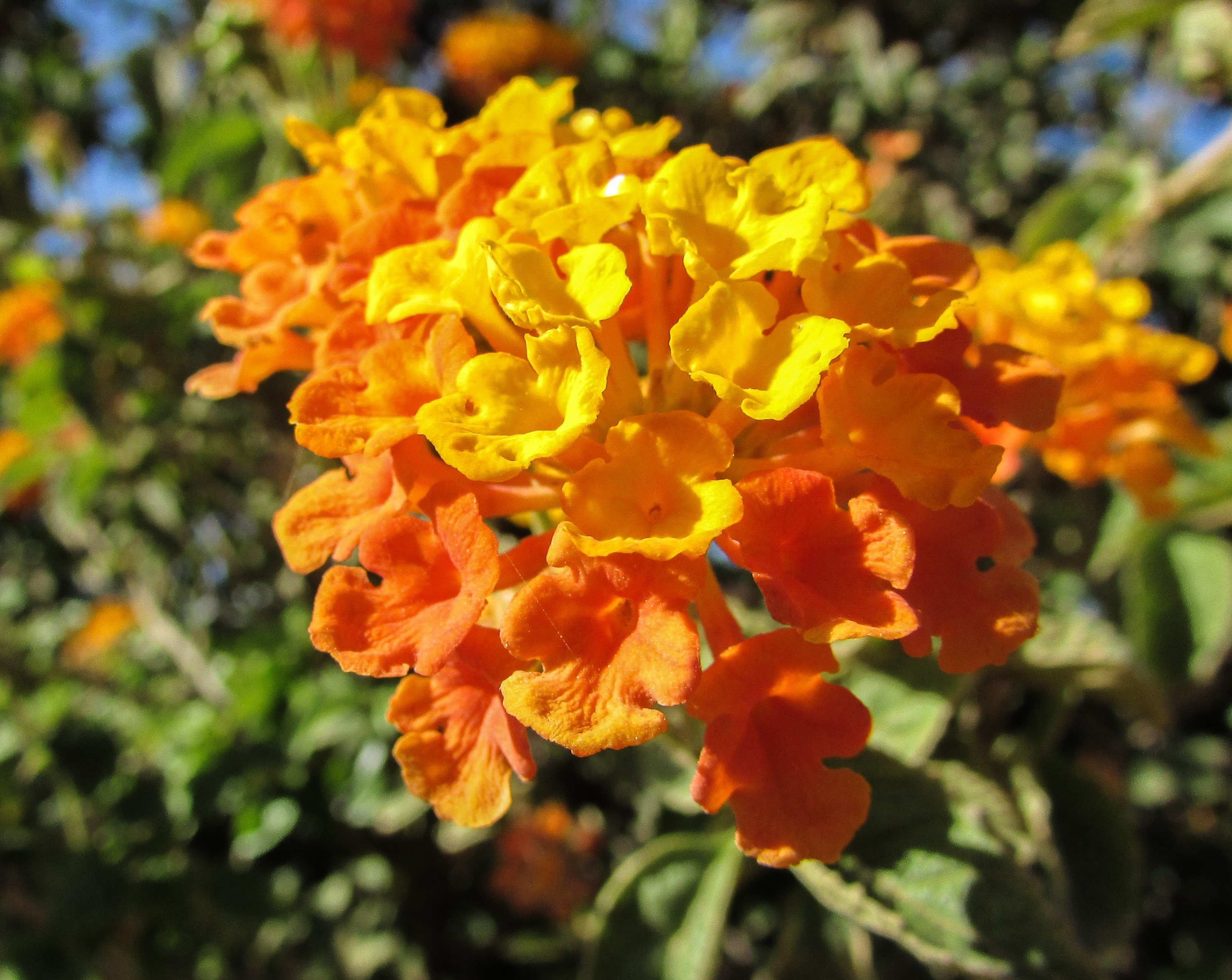 Lantana Camara, Garden, Flowers, flower, plant