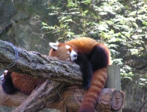two red pandas on top of a tree trunks thumbnail