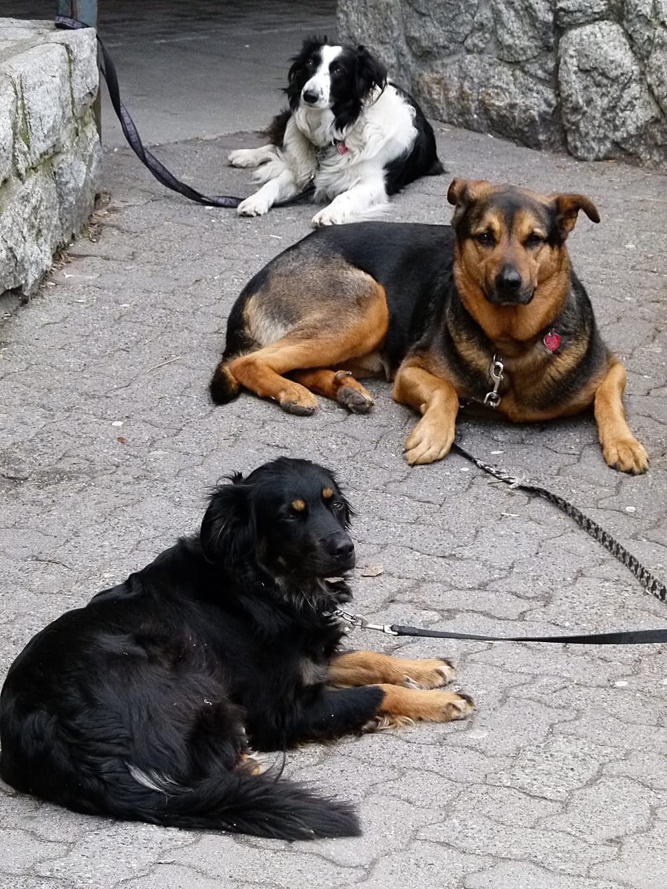 three black and brown white dog on concrete road preview