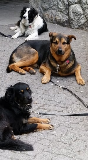 three black and brown white dog on concrete road thumbnail