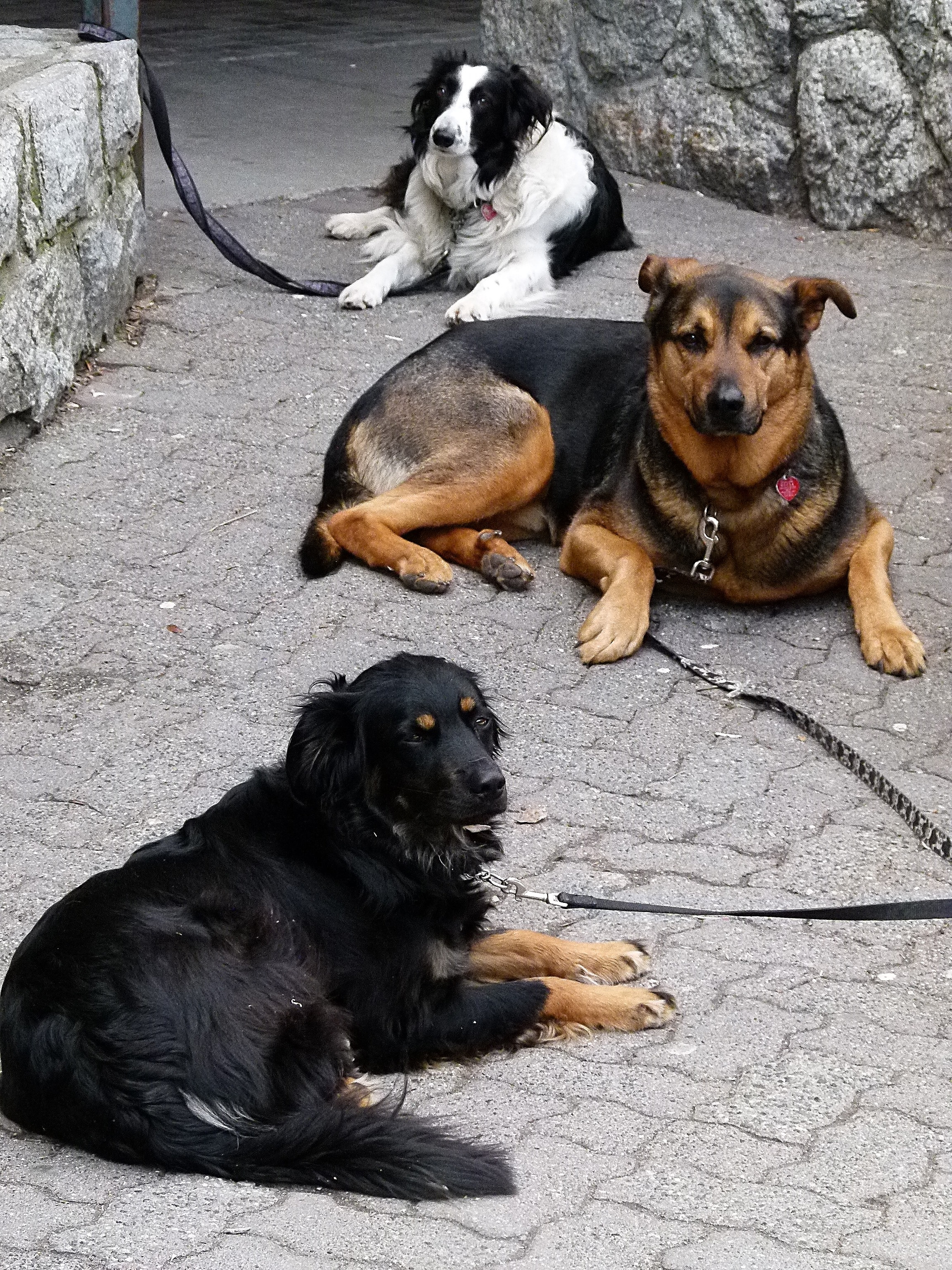 three black and brown white dog on concrete road