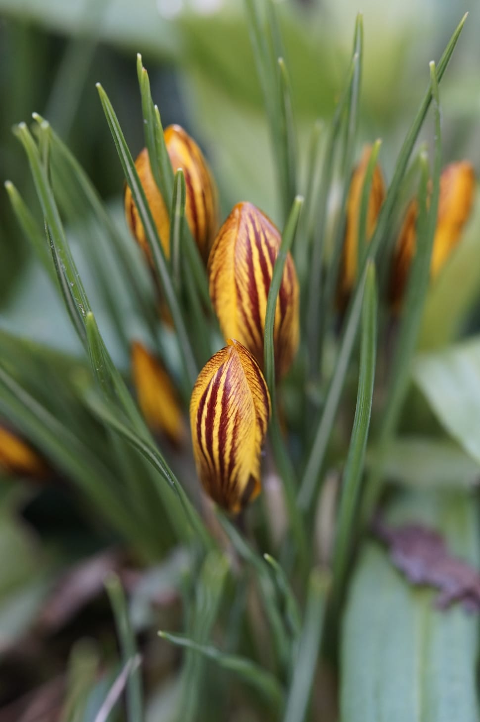 yellow brown flower bud preview