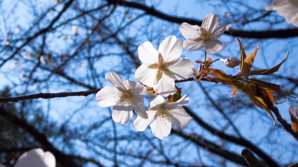 Spring Flowers, Cherry, Cherry Tree, flower, branch preview