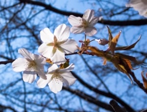 Spring Flowers, Cherry, Cherry Tree, flower, branch thumbnail