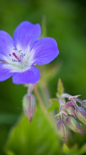 white and purple petaled flower thumbnail
