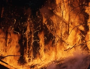 Wildfire, Hot, Fire, Flames, Burning, burning, forest fire thumbnail