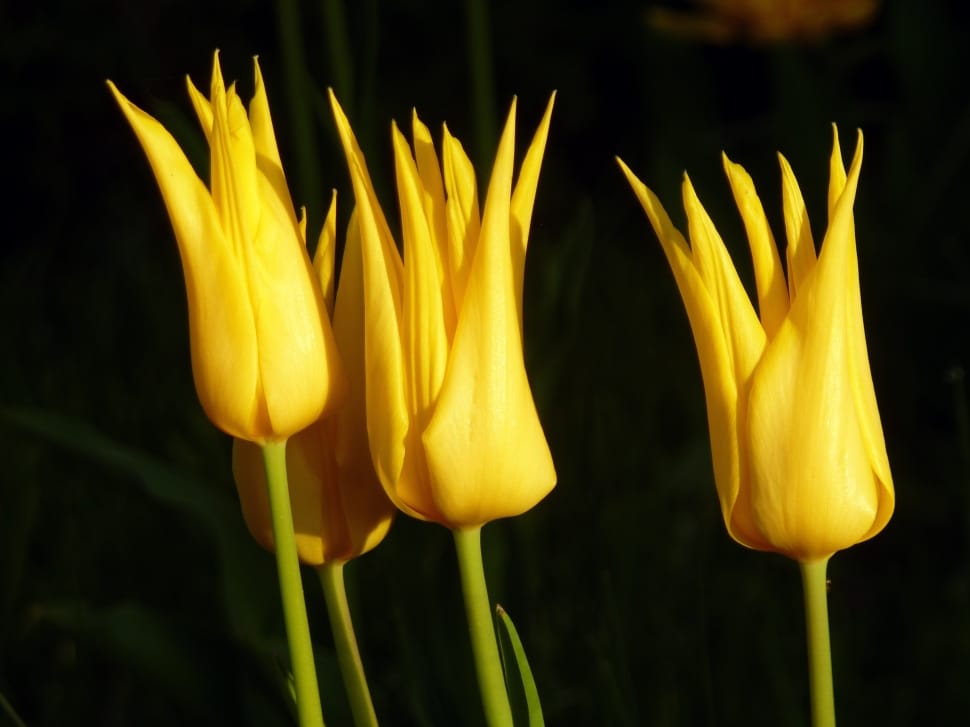 yellow tulips preview