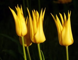 yellow tulips thumbnail