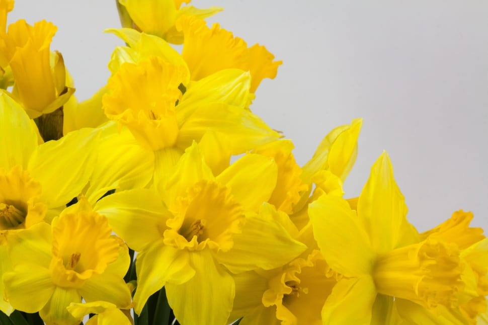 yellow daffodils flower preview
