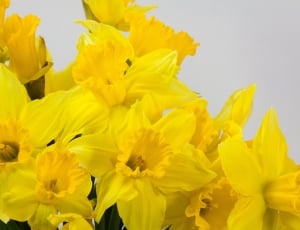 yellow daffodils flower thumbnail
