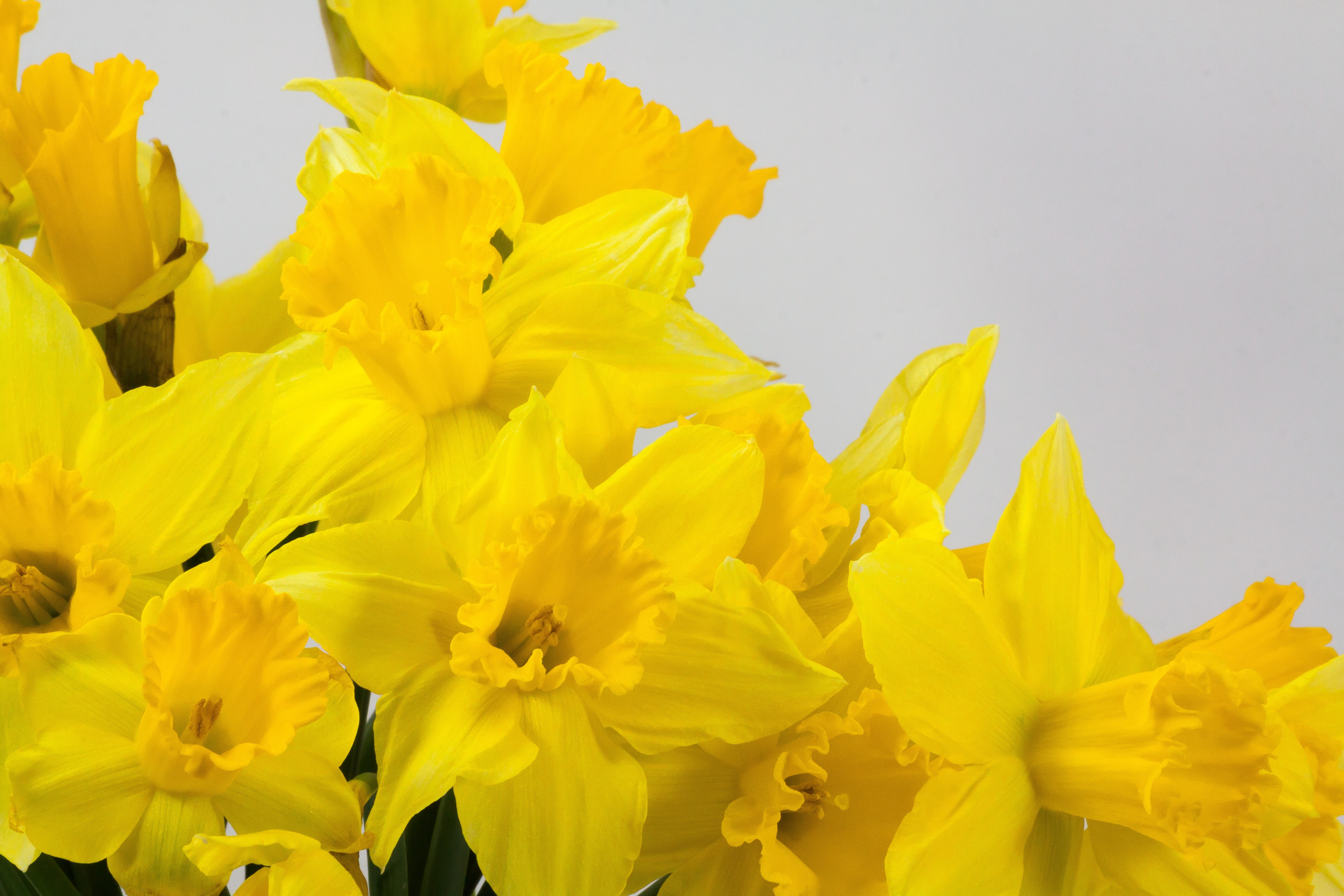 yellow daffodils flower