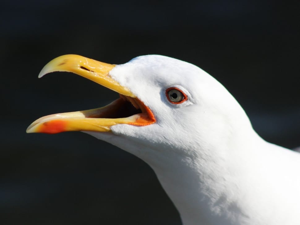 Black-Backed Gull, Seagull, Bird, one animal, bird preview