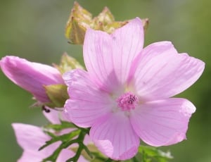 pink hollyhock flower thumbnail