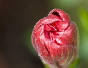 red flower bud thumbnail
