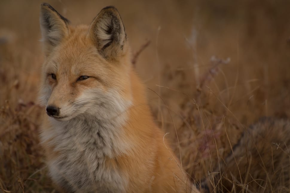 orange fox preview