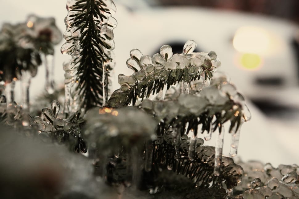 frozen pine leaves preview