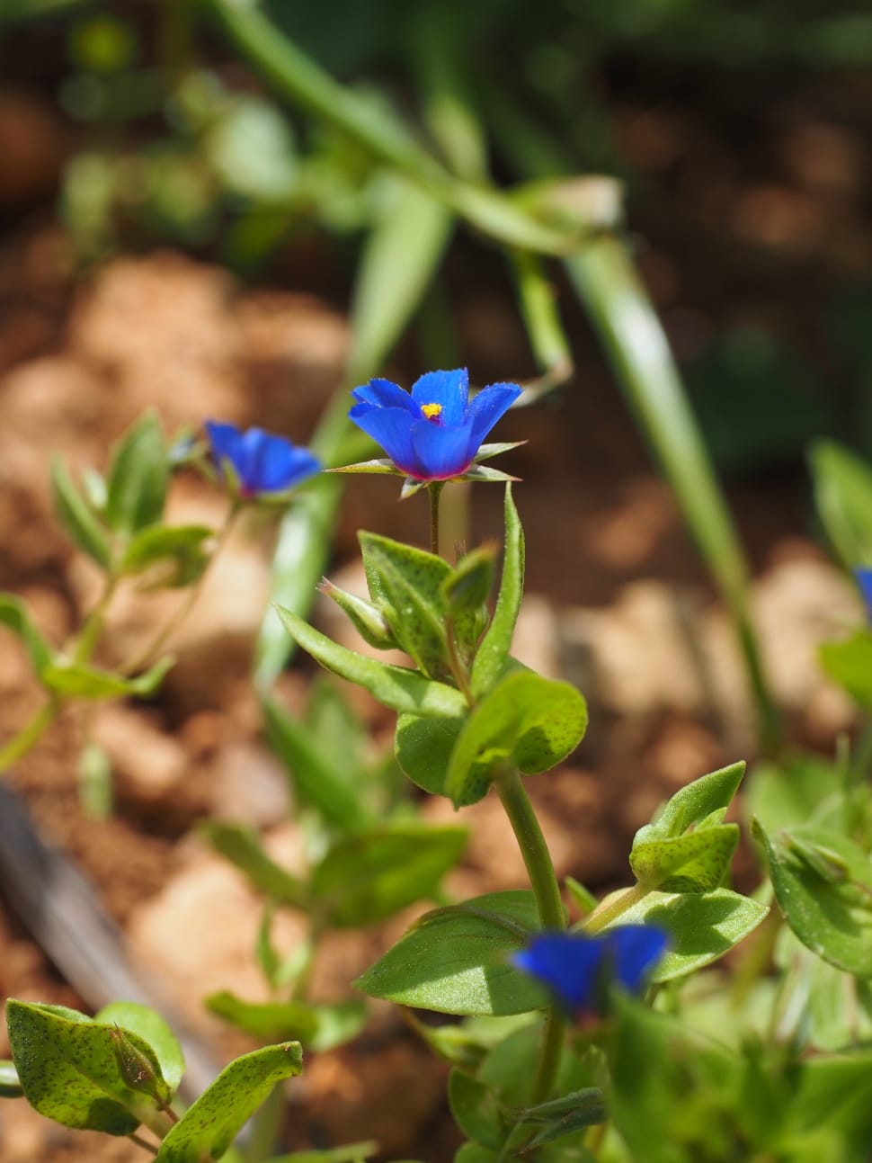 Bloom, Blossom, Flower, Blue Pimpernel, plant, growth preview