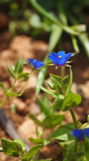 Bloom, Blossom, Flower, Blue Pimpernel, plant, growth thumbnail