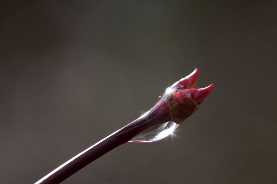 pink petaled flower bud preview