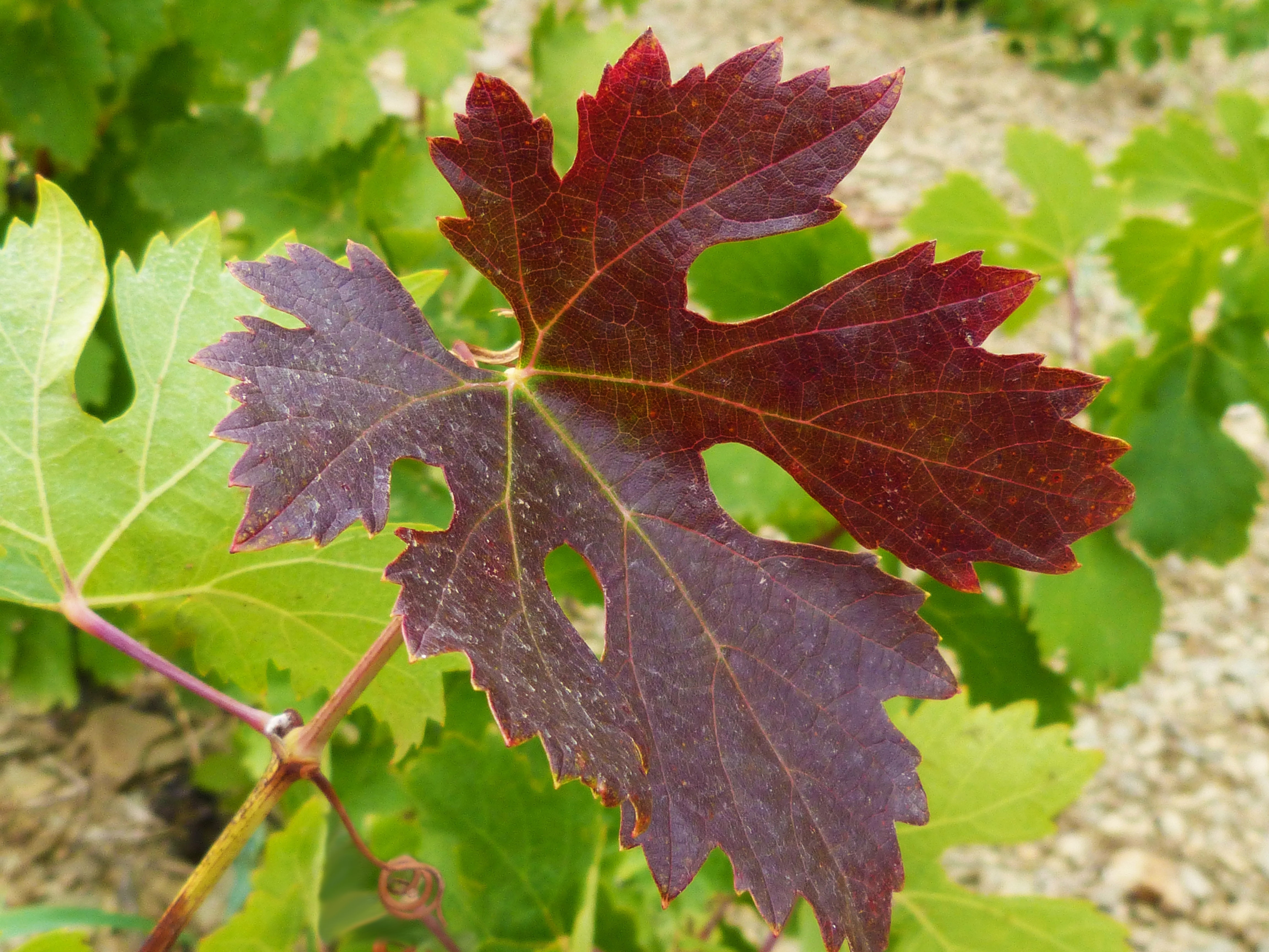 фото листьев винограда