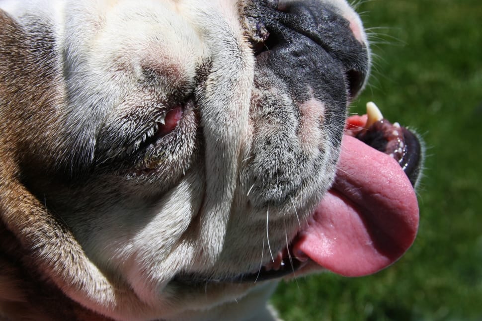 white and tan French bulldog sticking tongue out preview
