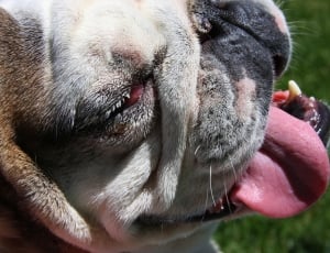 white and tan French bulldog sticking tongue out thumbnail