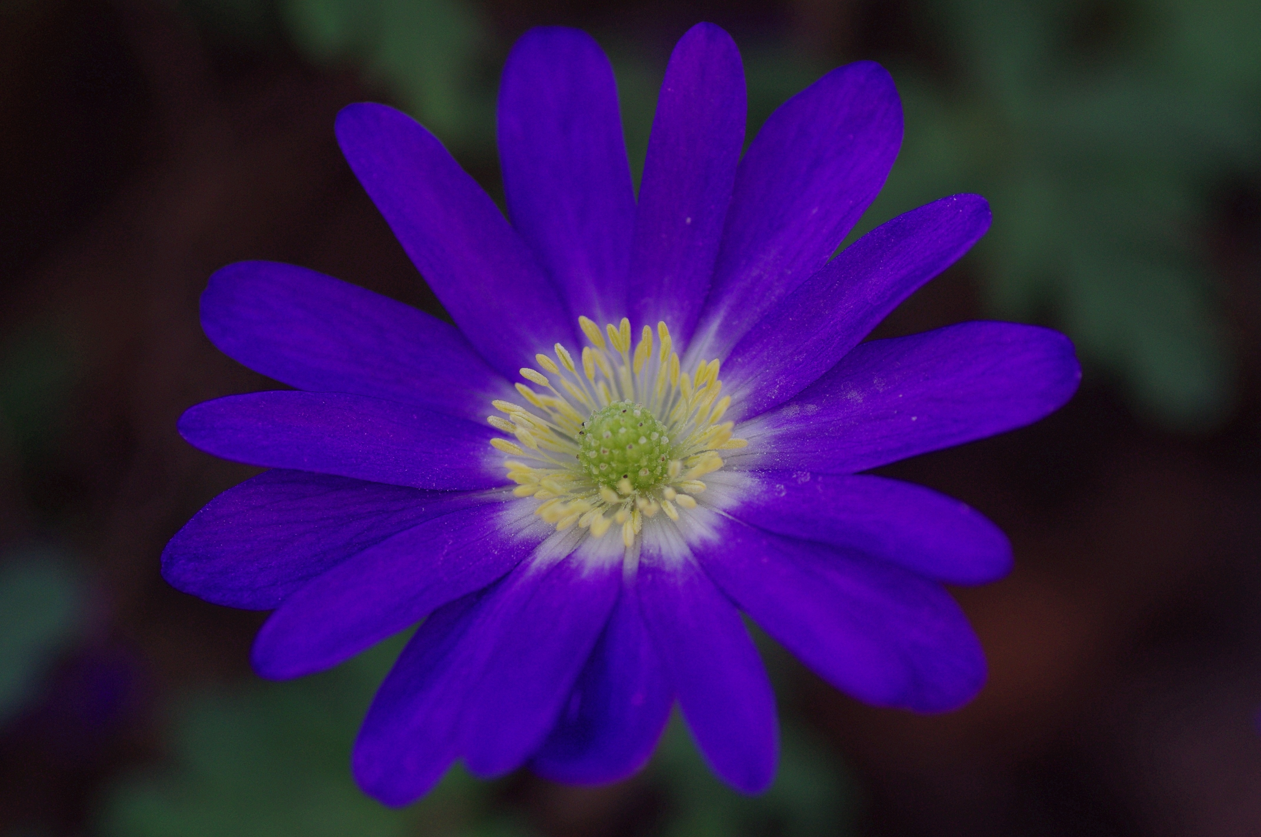 bloomed purple petaled flower