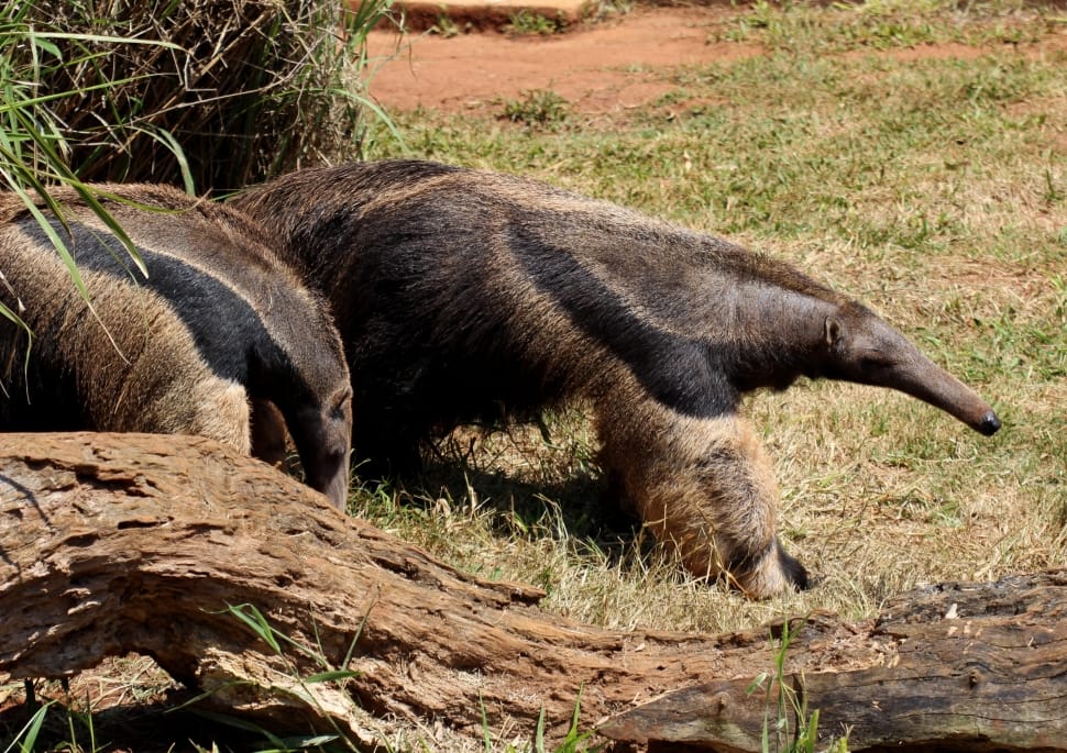 2 anteaters preview