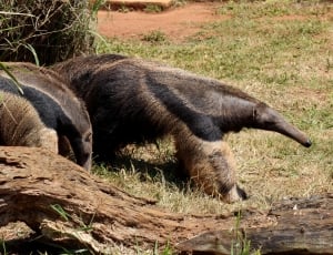 2 anteaters thumbnail