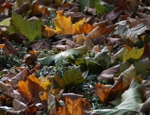 maple leaves on the ground thumbnail
