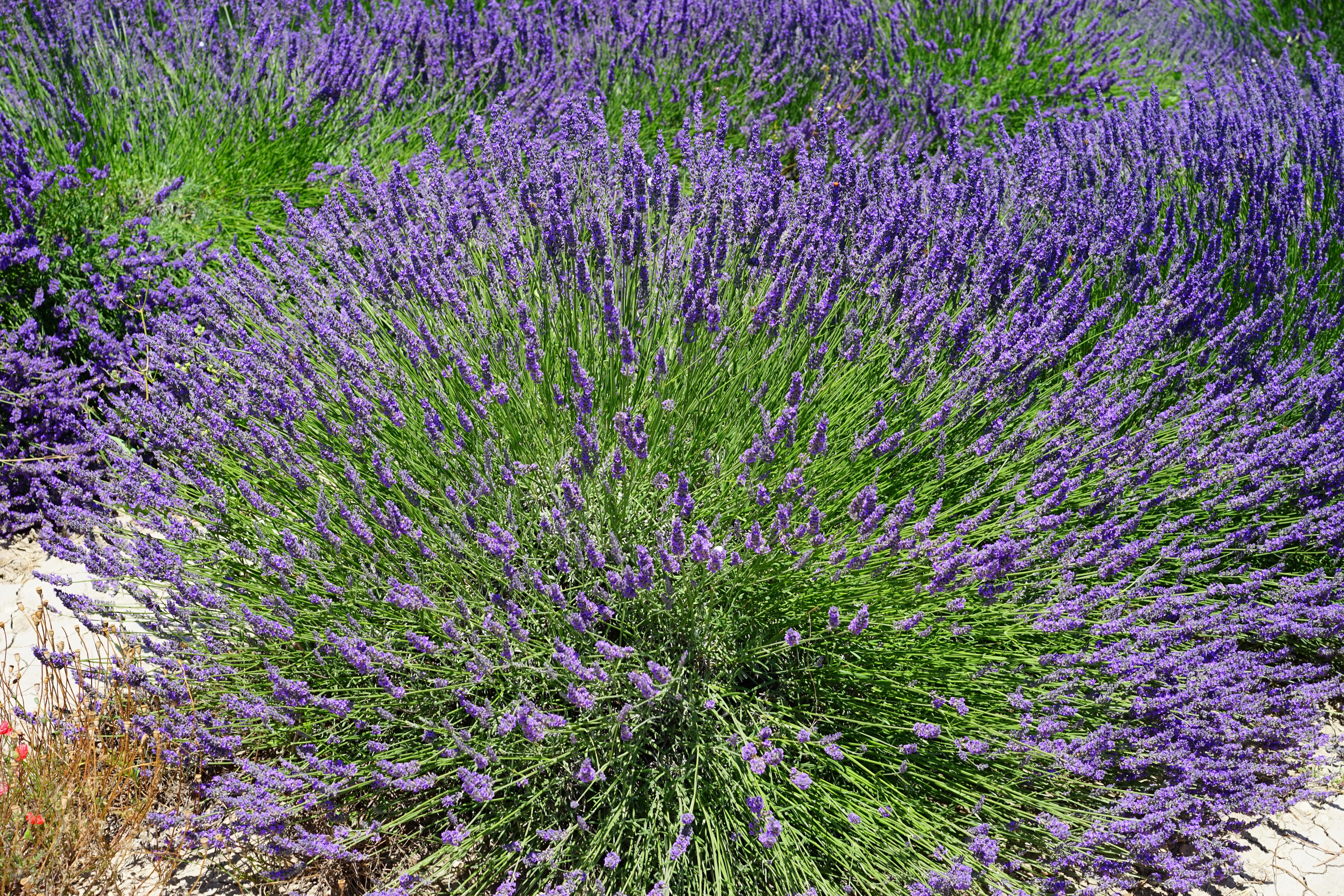 purple leaf flowers field