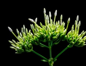 green-and-white flower thumbnail