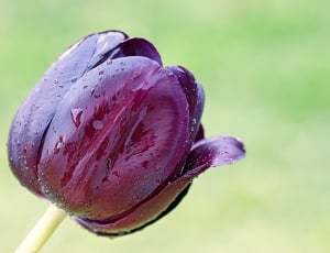 Spring, Blossom, Tulip, Flower, Bloom, drop, nature thumbnail