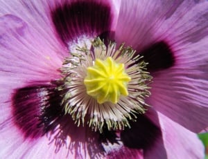 Close, Blossom, Bloom, Purple, Flower, flower, purple thumbnail