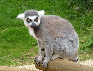 gray and white lemur thumbnail