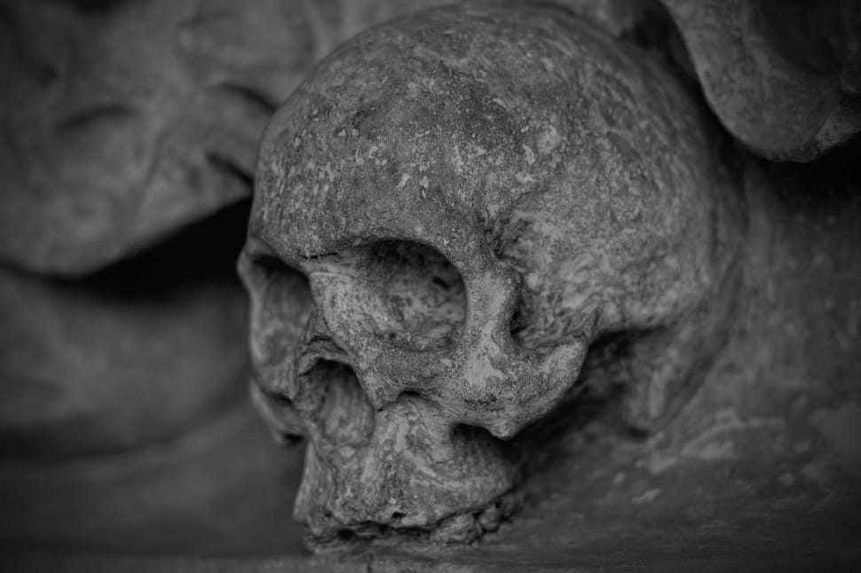 grey skull shallow focus photography preview