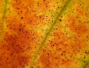 orange and green leaf thumbnail