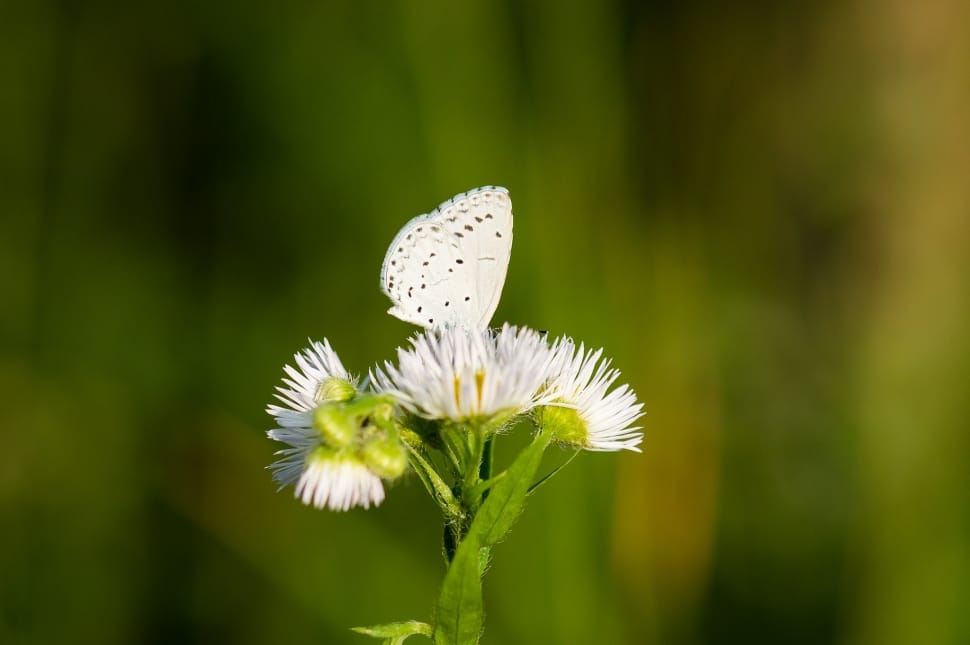 Nature, Flower, Butterfly, Green, White, flower, fragility preview