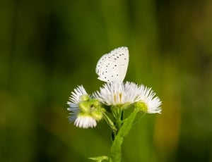 Nature, Flower, Butterfly, Green, White, flower, fragility thumbnail