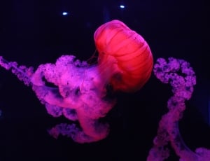 Colorful, Fish, Jelly, Jellyfish, underwater, no people thumbnail