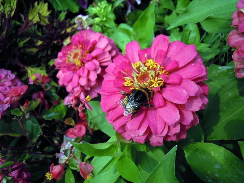 pink zinnias preview