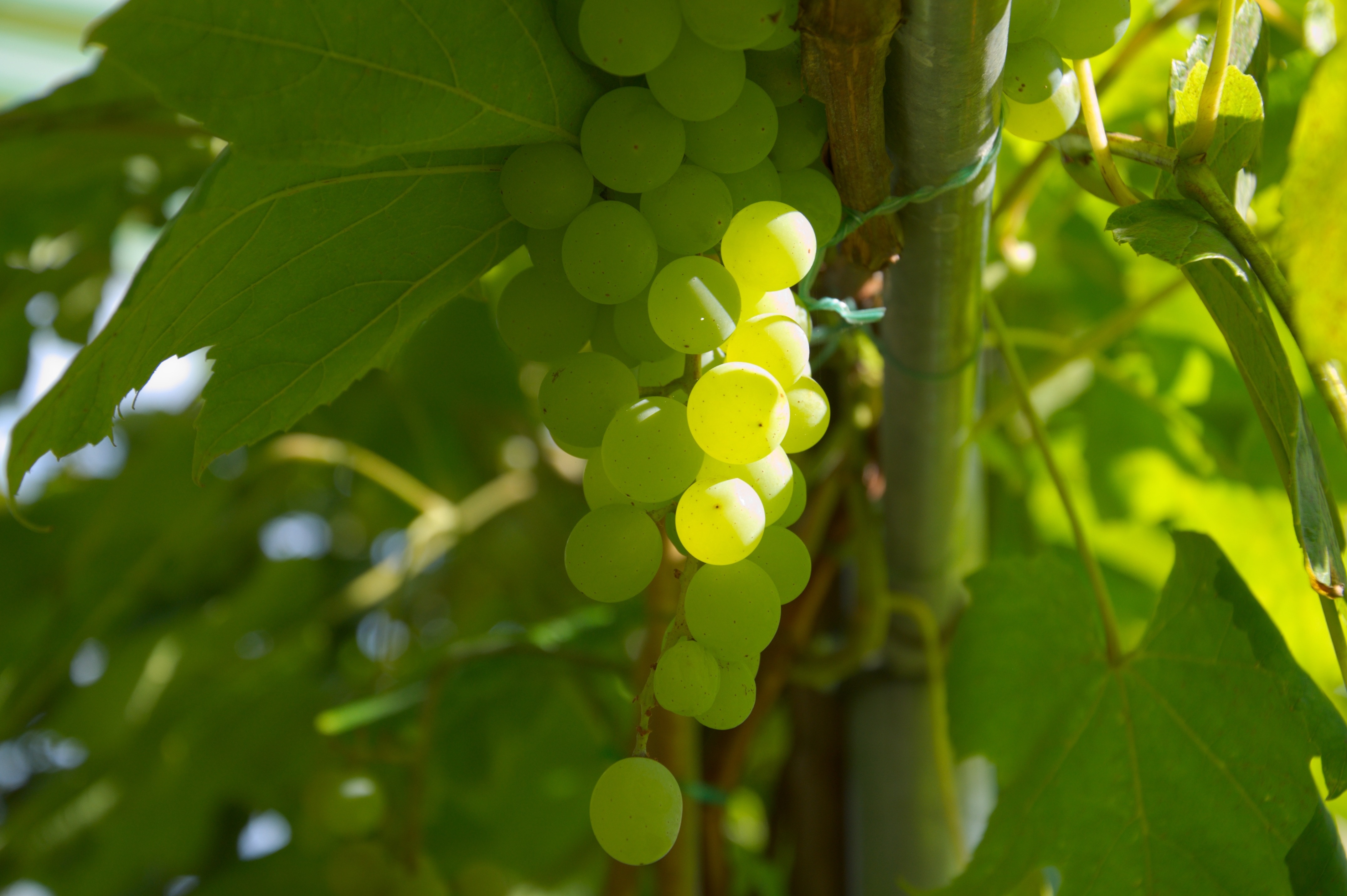 tilt shift lens photography of green grapes