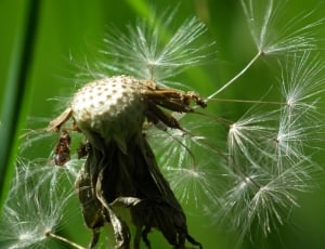 close photo of petal-less dandelion flowers thumbnail