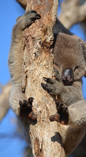 photo of a Koala climbing on tree during daytime thumbnail