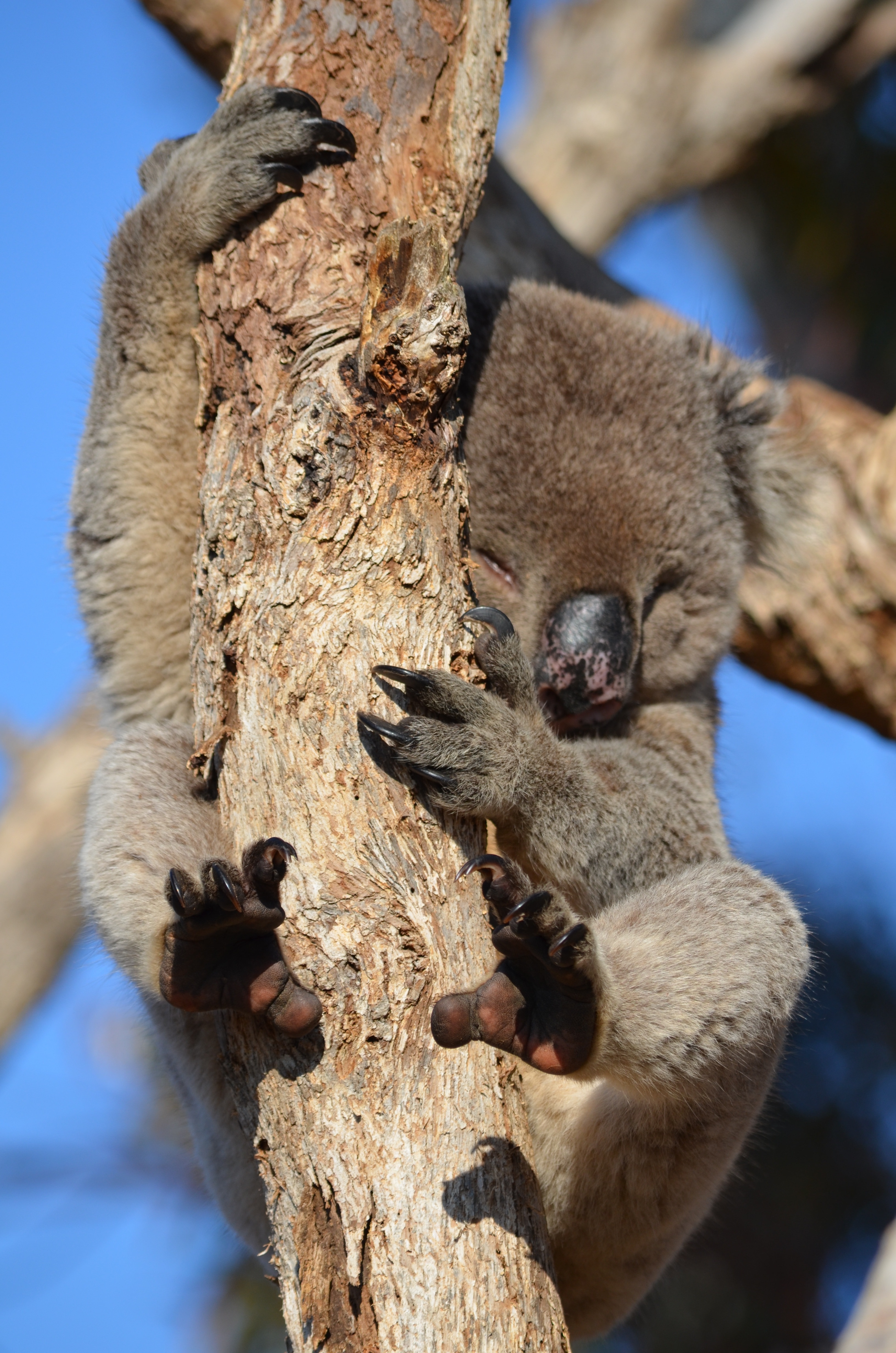 photo of a Koala climbing on tree during daytime
