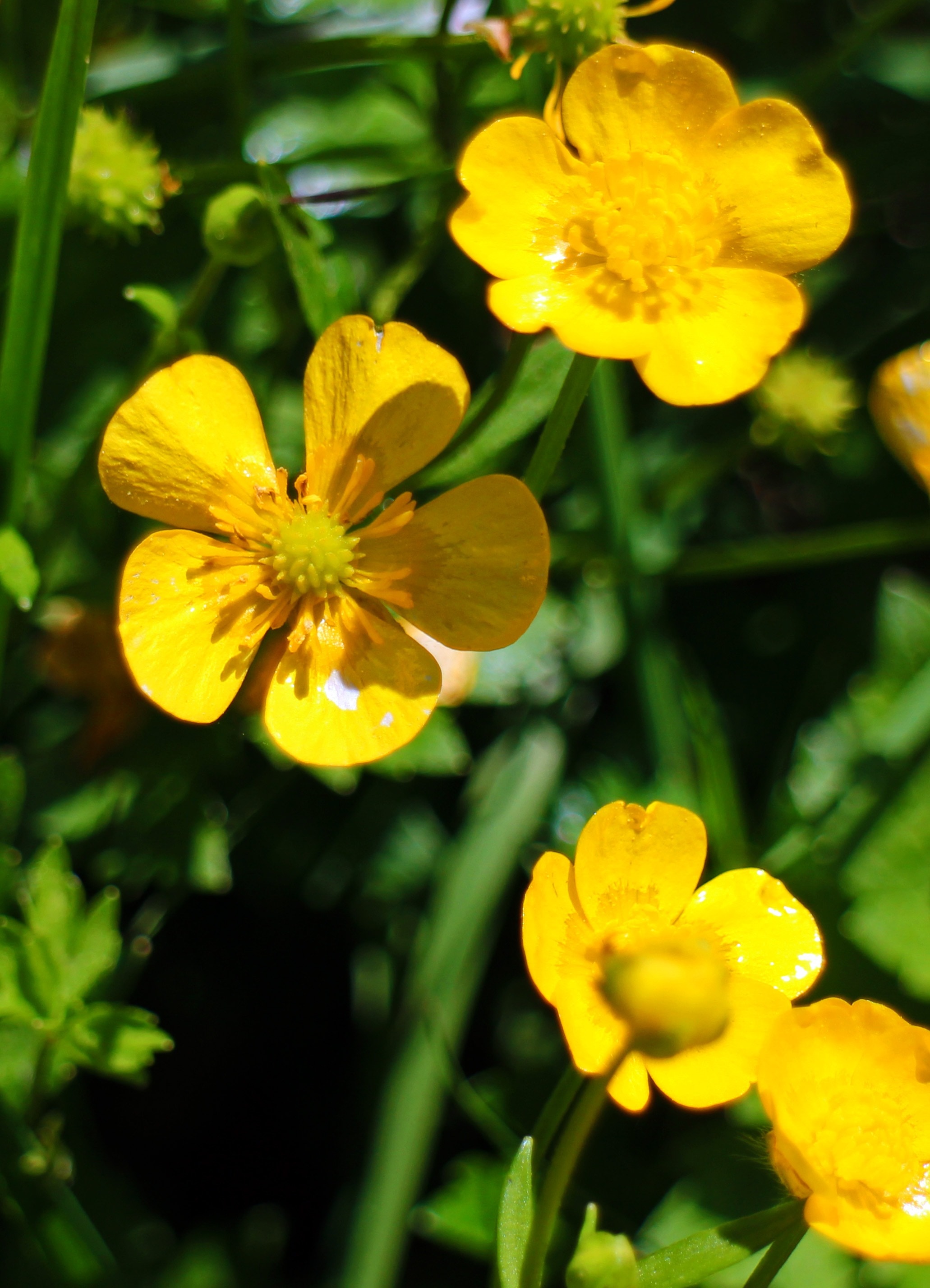 Dotterblume, Caltha Palustris, Flower, flower, yellow