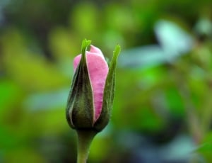 Garden, Pink, Romantic, Rose, Flower, growth, flower thumbnail