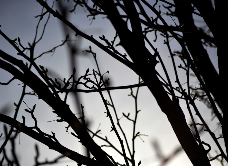 silhouette of leafless tree preview