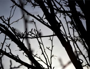 silhouette of leafless tree thumbnail