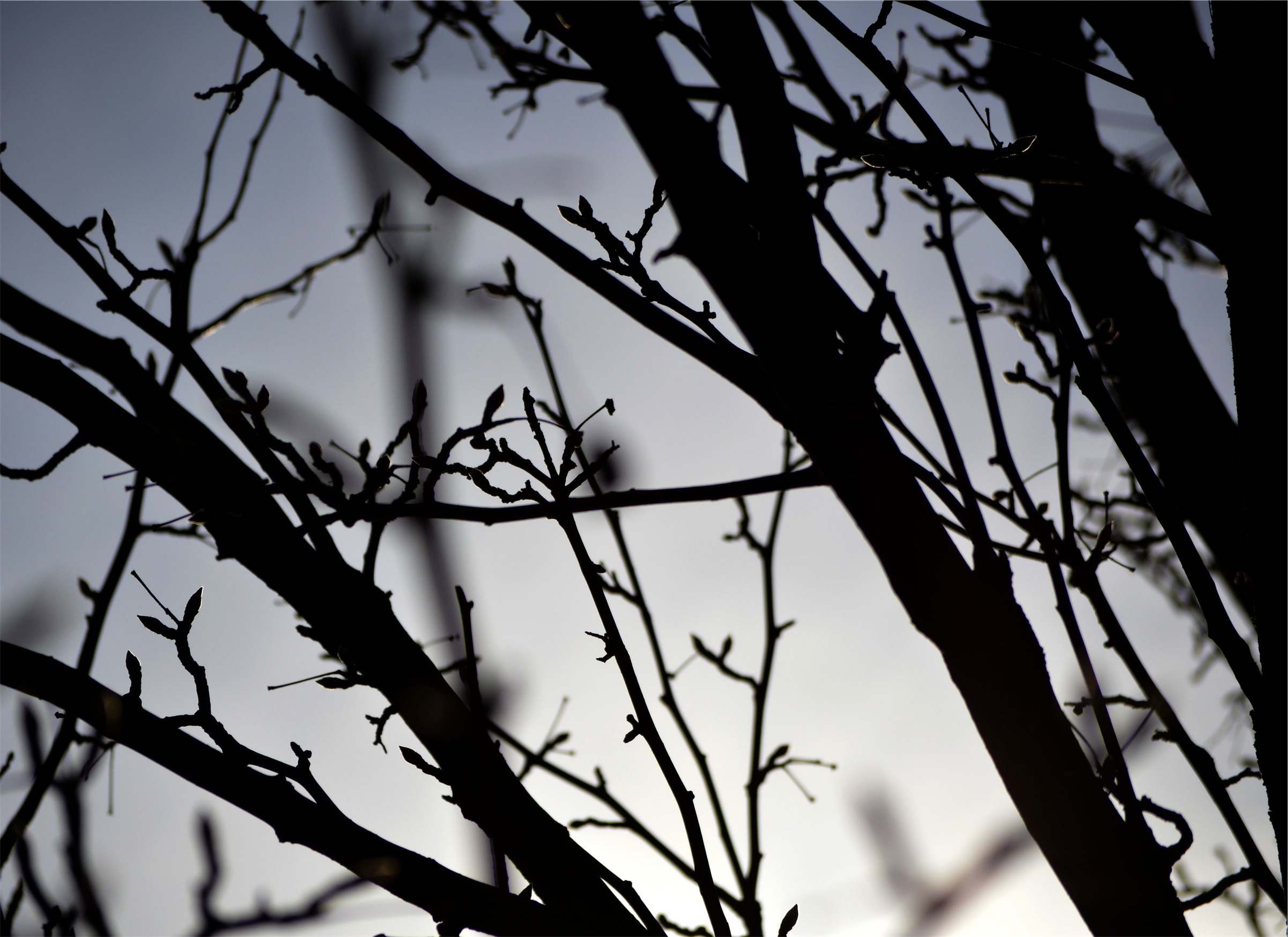silhouette of leafless tree